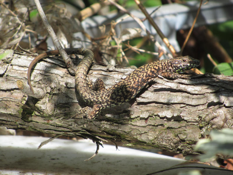 Identificazione lucertola